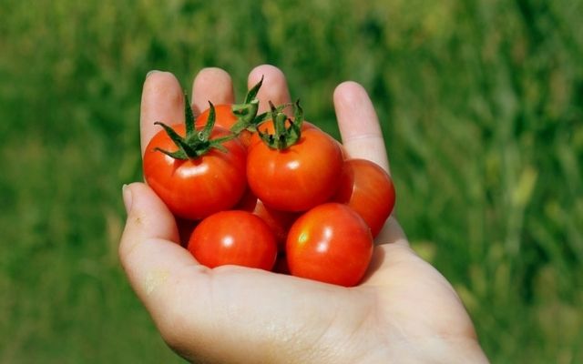 小番茄減肥可以吃嗎